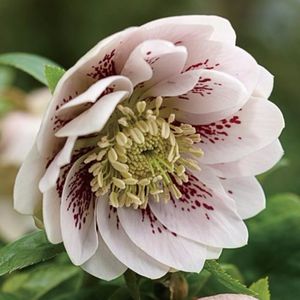 Helleborus orientalis pink spoted