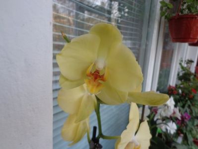 Phalaenopsis