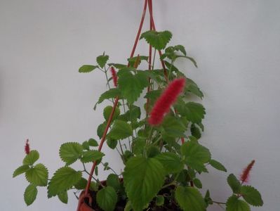 Acalypha reptans