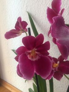 Miltonia