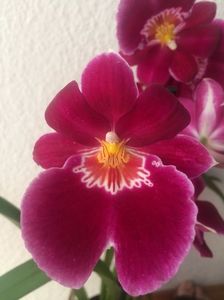 Miltonia