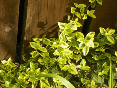 euonymus Emerald n Gold