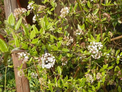 viburnum burkwoodii