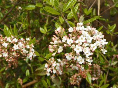 viburnum burkwoodii