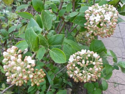 viburnum carlcephalum