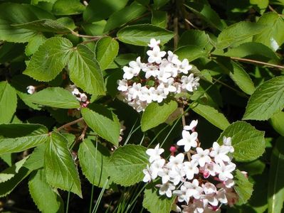 viburnum carlesii