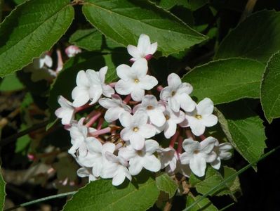 viburnum carlesii