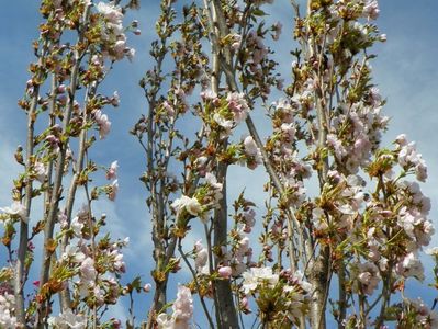 prunus Amanogawa mare