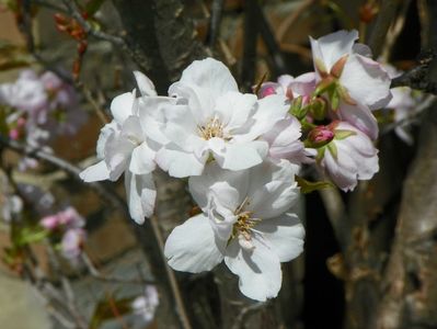 prunus Amanogawa mare