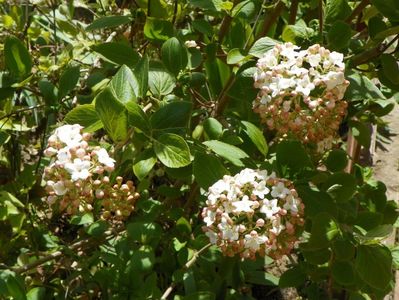 viburnum carlcephalum