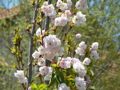 prunus Amanogawa mic