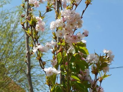 prunus Amanogawa mic