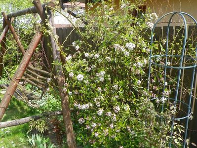 viburnum burkwoodii