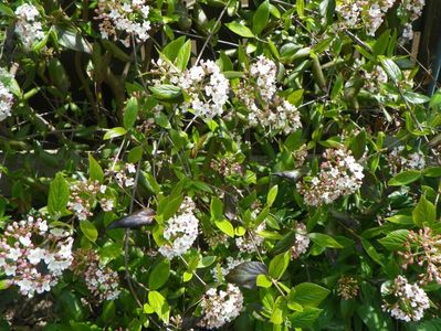 viburnum burkwoodii