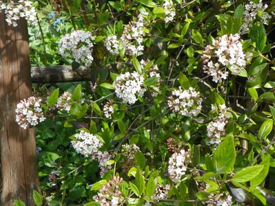 viburnum burkwoodii