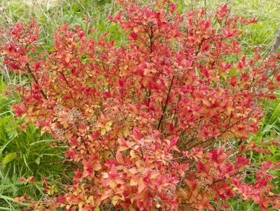 spiraea Magic Carpet