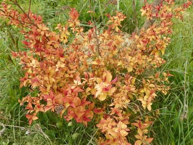 spiraea Firelight