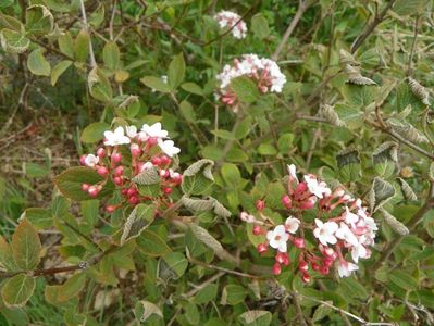 viburnum carlesii