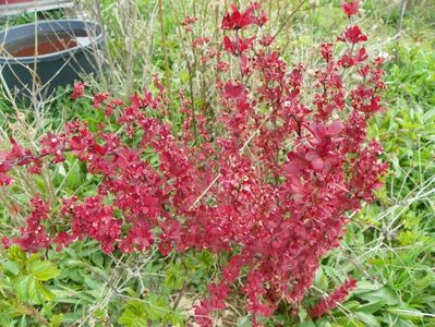 berberis Orange Rocket