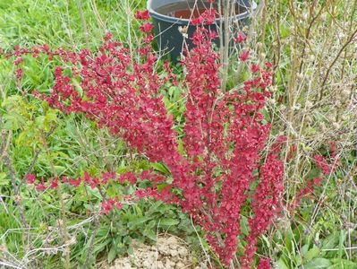 berberis Orange Rocket