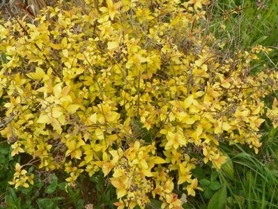 spiraea Golden Princess