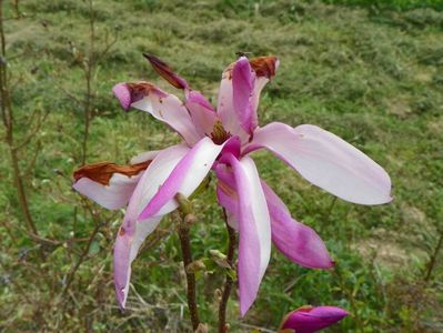 magnolia Leonard Messel