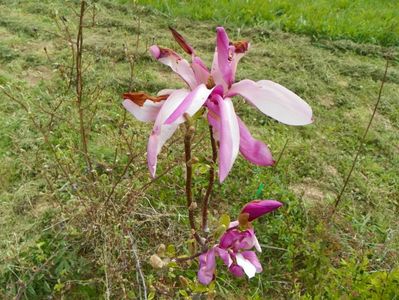 magnolia Leonard Messel