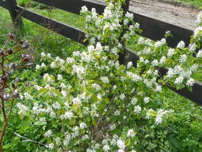 amelanchier Obelisk