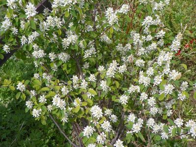 amelanchier Obelisk