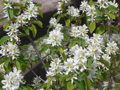 amelanchier Obelisk