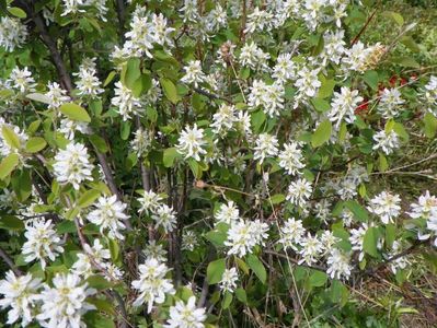 amelanchier Obelisk