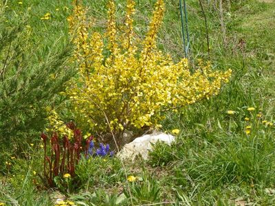 physocarpus Darts Gold