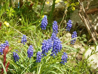 muscari