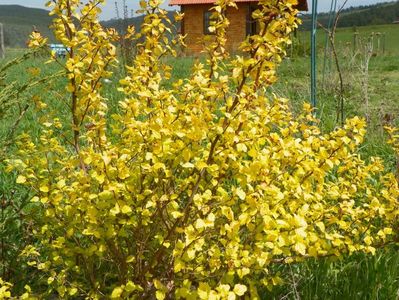 physocarpus Darts Gold