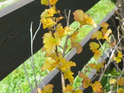 physocarpus Amber Jubilee