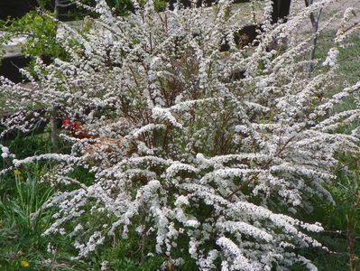 spiraea Grefsheim