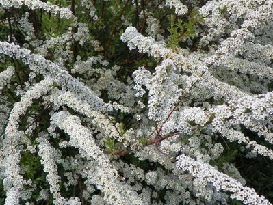 spiraea Grefsheim