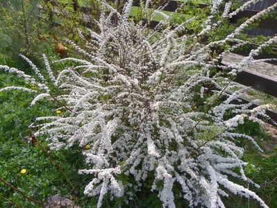 spiraea Grefsheim