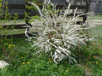 spiraea Grefsheim