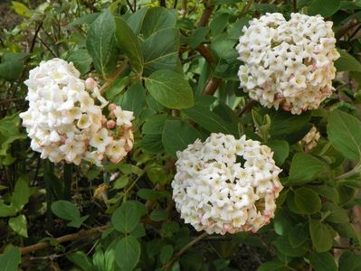 viburnum carlcephalum