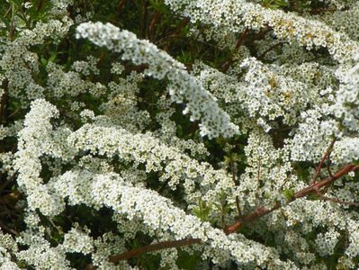 spiraea Grefsheim