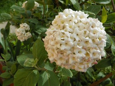 viburnum carlcephalum