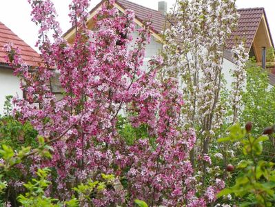 malus Rudolph si prunus Amanogawa mare