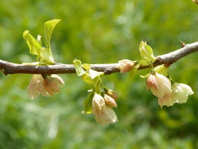 halesia carolina