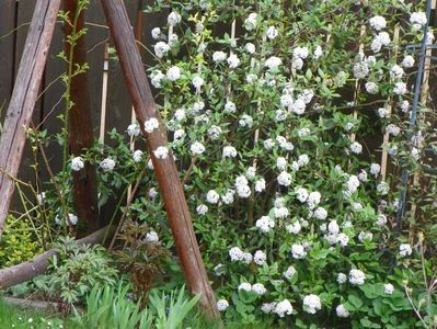 viburnum burkwoodii