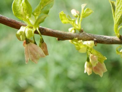 halesia carolina