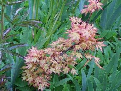 acer palmatum Katsura