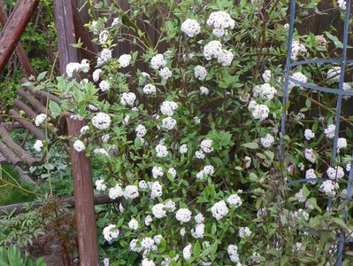 viburnum burkwoodii