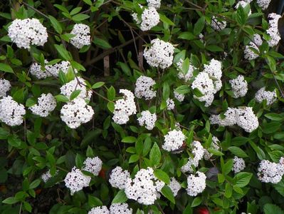 viburnum burkwoodii