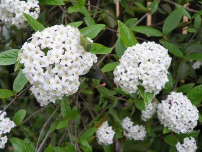 viburnum burkwoodii